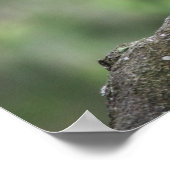 Kookaburra op tak poster (Hoek)