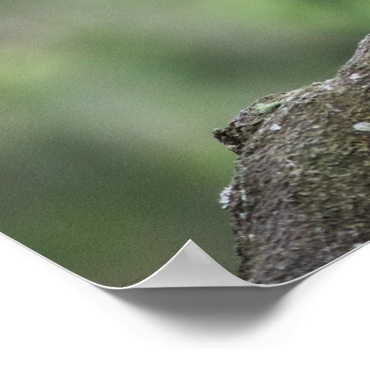 Kookaburra op tak poster (Hoek)