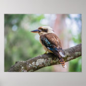 Kookaburra op tak poster (Voorkant)