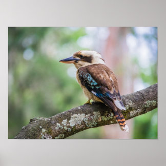 Kookaburra op tak poster