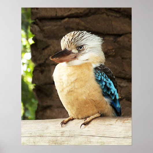 Kookaburra Poster (Voorkant)