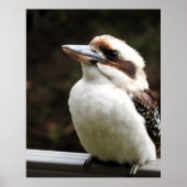 Kookaburra Poster (Voorkant)