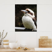 Kookaburra Poster (Keuken)