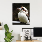 Kookaburra Poster (Thuiskantoor)