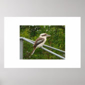Kookaburra Poster (Voorkant)