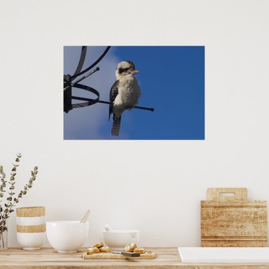 Kookaburra Poster (Keuken)