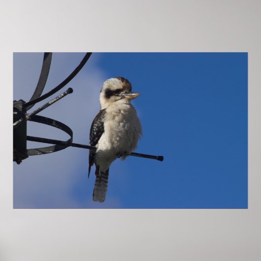 Kookaburra Poster (Voorkant)