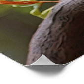 Kookaburra Poster (Hoek)