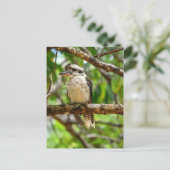 KOOKABURRA QUEENSLAND AUSTRALIË BRIEFKAART (Staand voorkant)