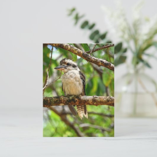 KOOKABURRA QUEENSLAND AUSTRALIË BRIEFKAART (Staand voorkant)