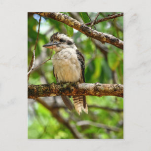KOOKABURRA QUEENSLAND AUSTRALIË BRIEFKAART