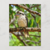 KOOKABURRA QUEENSLAND AUSTRALIË BRIEFKAART (Voorkant)