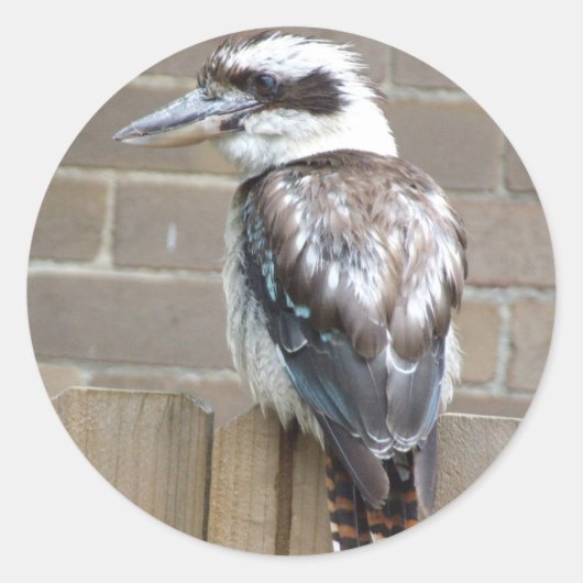 Kookaburra-Sticker Ronde Sticker (Voorkant)