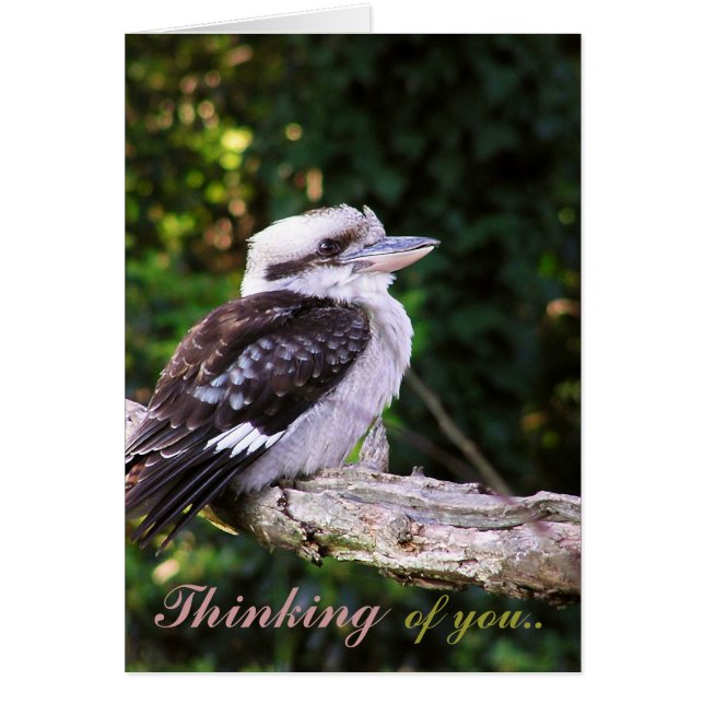 Kookaburra Thoughts... Kaart (Voorkant)