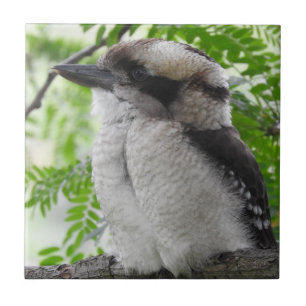 Kookaburra Tile Tegeltje