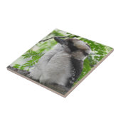Kookaburra Tile Tegeltje (Zijkant)