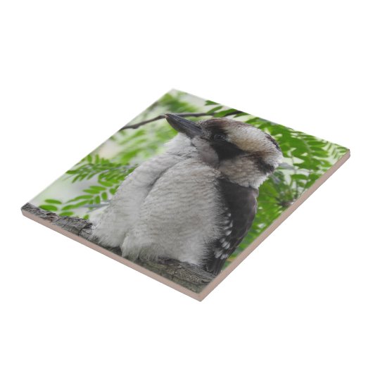 Kookaburra Tile Tegeltje (Zijkant)