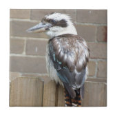 Kookaburra Tile Tegeltje (Voorkant)