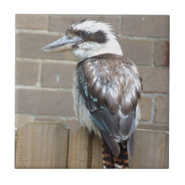 Kookaburra Tile Tegeltje