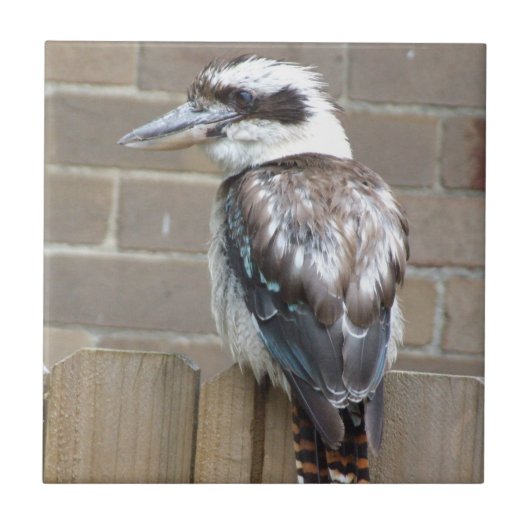 Kookaburra Tile Tegeltje (Voorkant)