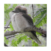 Kookaburra Tile