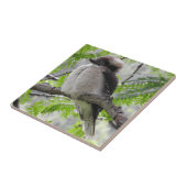 Kookaburra Tile Tegeltje (Zijkant)