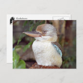 Kookaburra zien Briefkaart (Voorkant / Achterkant)