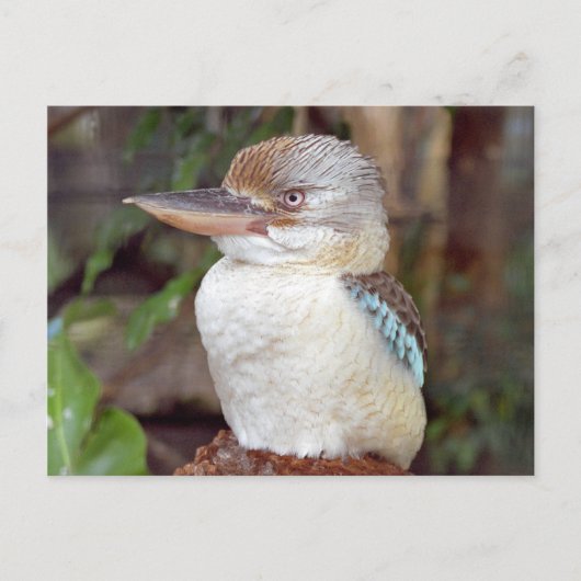 Kookaburra zien Briefkaart (Voorkant)