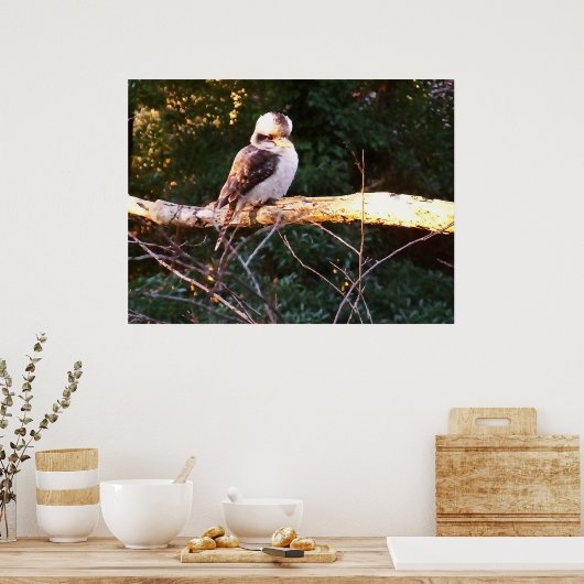 KOOKABURRA ZIT.. Poster (Keuken)