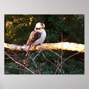 KOOKABURRA ZIT.. Poster