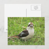 Kookabuura Briefkaart (Voorkant / Achterkant)