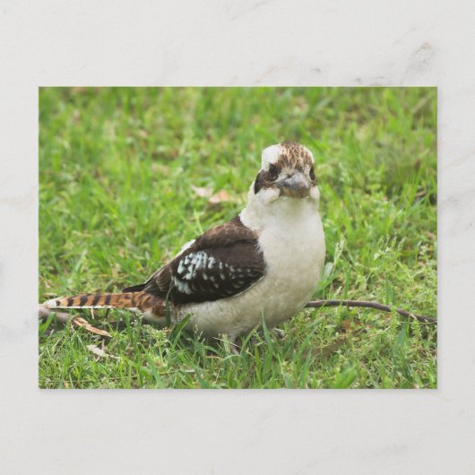 Kookabuura Briefkaart (Voorkant)
