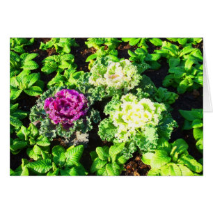 Kool en primula