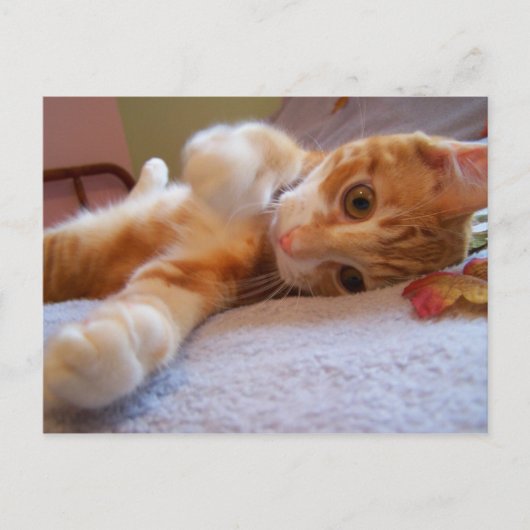 Kool is gekke Briefkaart (Voorkant)