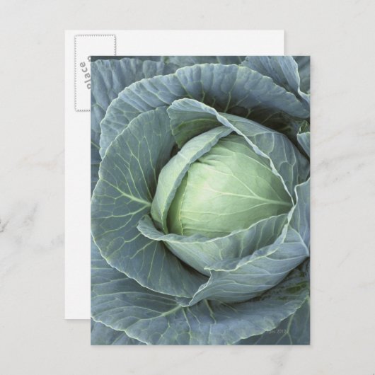 Kool met druppels water erop, briefkaart (Voorkant / Achterkant)