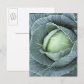 Kool met waterdruppels briefkaart (Voorkant / Achterkant)