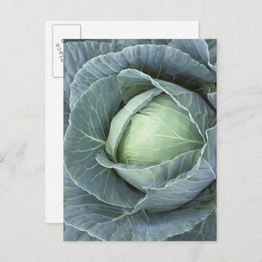 Kool met waterdruppels briefkaart (Voorkant / Achterkant)