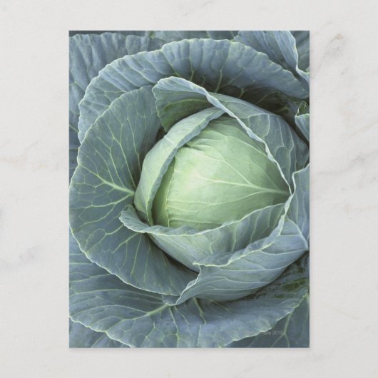 Kool met waterdruppels briefkaart (Voorkant)