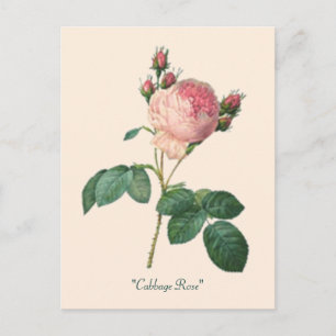 Kool Roos Botanische Bloemen Briefkaart
