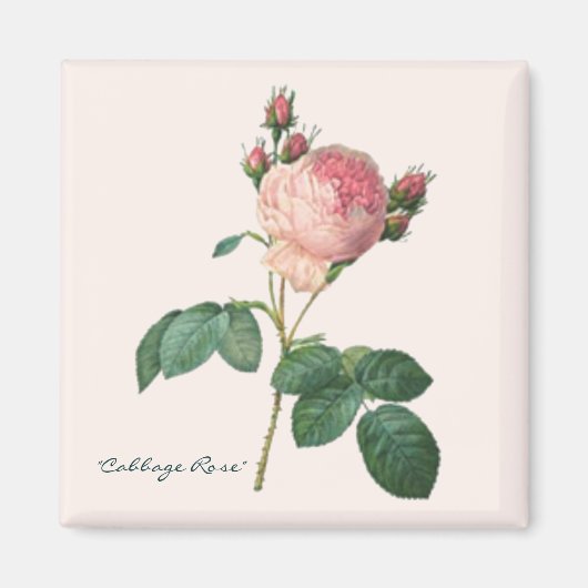 Kool Roos Botanische Print Magneet (Voorkant)