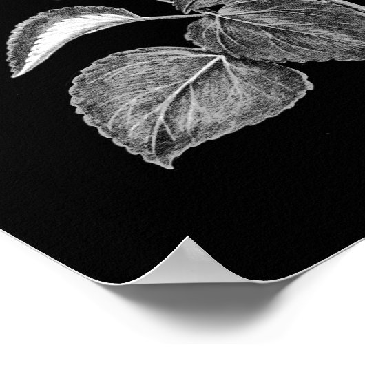 Kool Tekening van Italiaanse Hibiscus-bloemen Poster (Hoek)