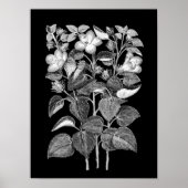 Kool Tekening van Italiaanse Hibiscus-bloemen Poster (Voorkant)