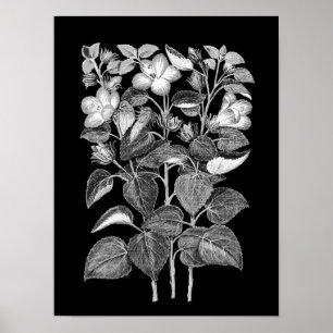 Kool Tekening van Italiaanse Hibiscus-bloemen Poster