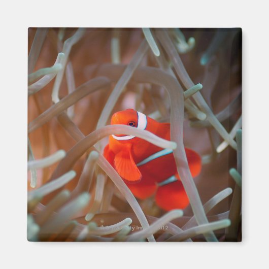 Koolanemonefish 2 magneet (Voorkant)