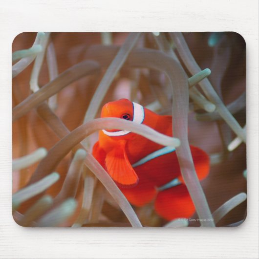 Koolanemonefish 2 muismat (Voorkant)
