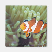 Koolanemonefish 4 magneet (Voorkant)