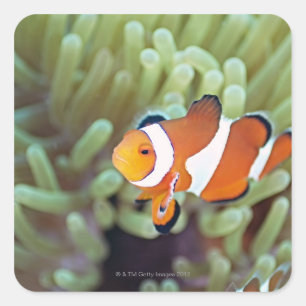 Koolanemonefish 4 vierkante sticker