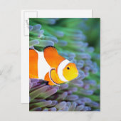 Koolanemonefish Briefkaart (Voorkant / Achterkant)