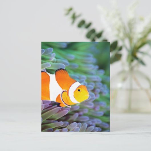 Koolanemonefish Briefkaart (Staand voorkant)