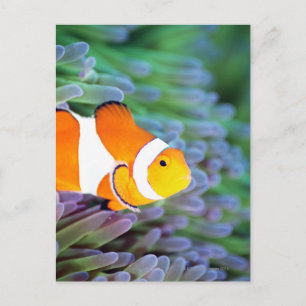 Koolanemonefish Briefkaart